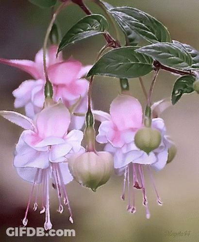 A Bunch Of Pink And White Flowers Are Hanging From A Tree GIF
