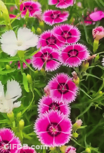 A Bunch Of Pink And White Flowers Are In A Garden GIF