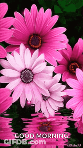 A Bunch Of Pink Flowers Are Floating In The Water With The Words Good Morning GIF