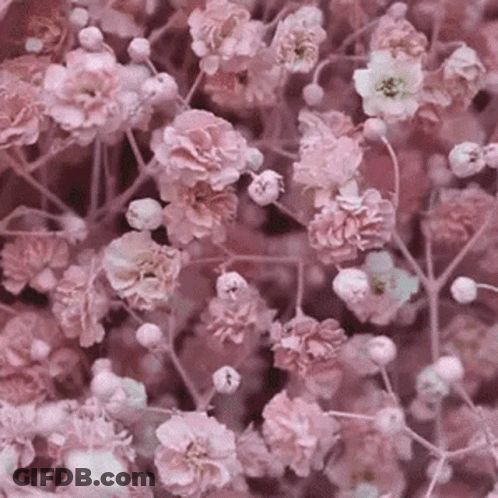 A Bunch Of Pink Flowers Are Growing On A Tree Branch GIF