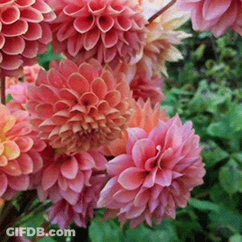 A Bunch Of Pink Flowers Are Surrounded By Green Leaves GIF