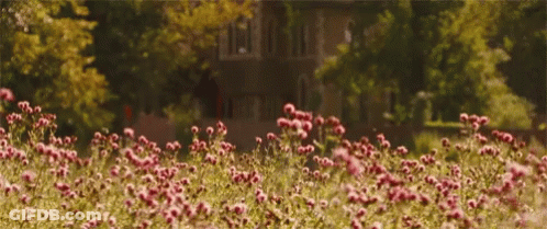 A Bunch Of Pink Flowers In Front Of A House GIF