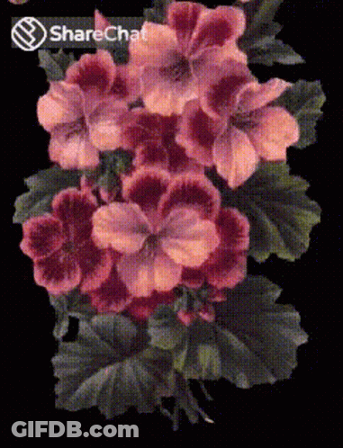 A Bunch Of Pink Flowers On A Black Background With A Sharechat Icon GIF