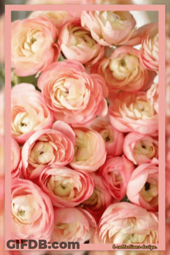 A Bunch Of Pink Flowers With A Pink Border GIF