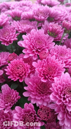 A Bunch Of Pink Flowers With Green Leaves In The Background GIF