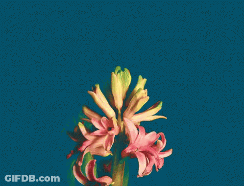 A Bunch Of Pink Flowers With Green Stems On A Blue Background GIF