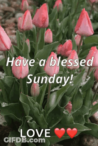 A Bunch Of Pink Flowers With The Words Have A Blessed Sunday Love GIF