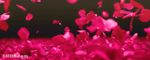 A Bunch Of Pink Petals Falling On A Black Background . GIF