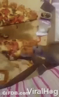 A Bunch Of Pizzas Are Sitting On A Table With The Words Viralhog Written On The Bottom GIF