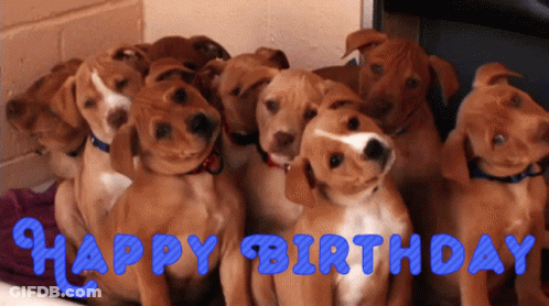 A Bunch Of Puppies Are Sitting Next To Each Other With The Words Happy Birthday Written On The Bottom GIF