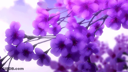 A Bunch Of Purple Flowers Are Hanging From A Tree Branch GIF