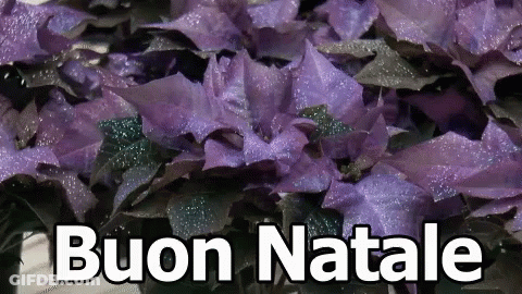 A Bunch Of Purple Flowers With The Words Buon Natale Written In White GIF