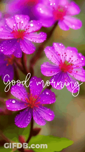 A Bunch Of Purple Flowers With The Words Good Morning On The Bottom GIF