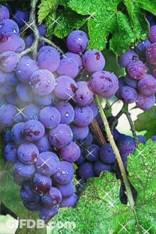 A Bunch Of Purple Grapes On A Vine With Water Drops On Them GIF