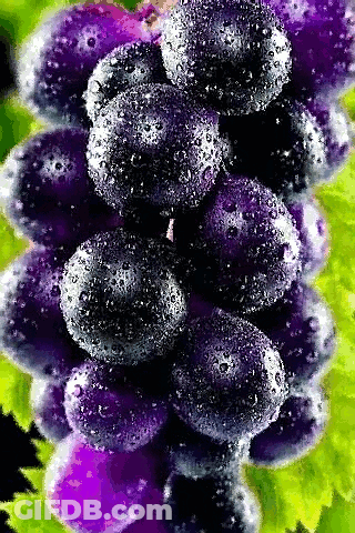 A Bunch Of Purple Grapes With Water Drops On Them Are Sitting On A Vine . GIF