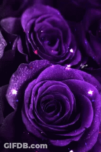 A Bunch Of Purple Roses With Water Drops On Them . GIF