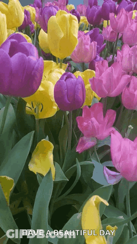 A Bunch Of Purple Yellow And Pink Flowers With The Words Have A Beautiful Day GIF