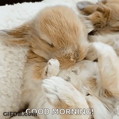 A Bunch Of Rabbits Are Sleeping On Top Of Each Other With The Words Good Morning Written Above Them GIF