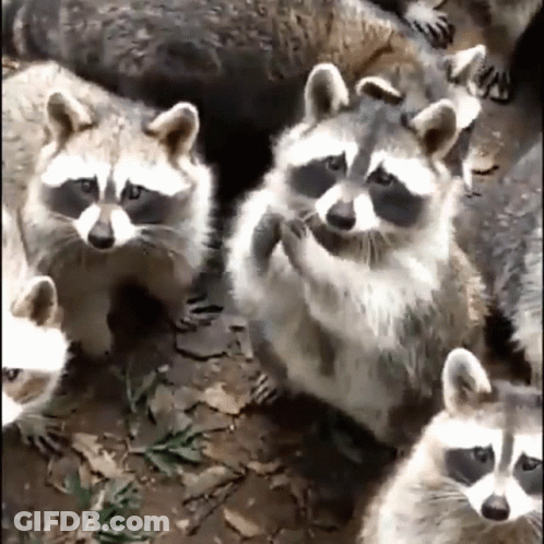 A Bunch Of Raccoons Are Sitting On The Ground Looking At The Camera GIF