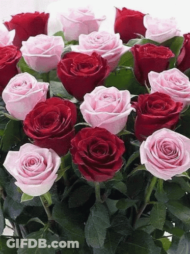 A Bunch Of Red And Pink Roses With Green Leaves On A White Background GIF