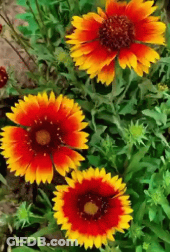 A Bunch Of Red And Yellow Flowers With Green Leaves GIF