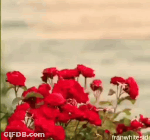 A Bunch Of Red Flowers Are Growing In Front Of A Body Of Water GIF