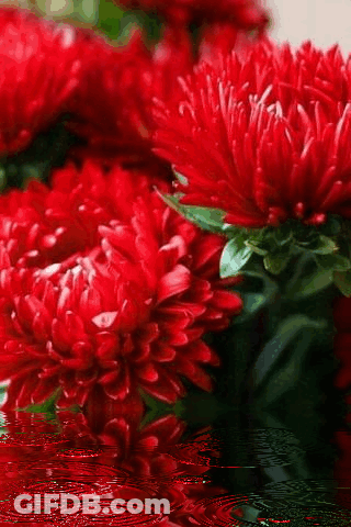 A Bunch Of Red Flowers Are Reflected In A Puddle Of Water GIF