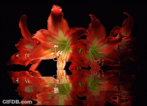 A Bunch Of Red Flowers On A Black Background With A Reflection In The Water GIF