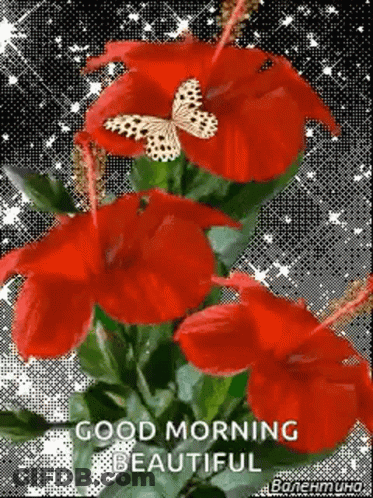 A Bunch Of Red Flowers With A Butterfly On Them . GIF