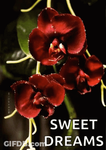 A Bunch Of Red Flowers With The Words `` Sweet Dreams '' Written On Them . GIF
