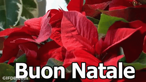 A Bunch Of Red Poinsettia Flowers With The Words Buon Natale In White Letters GIF