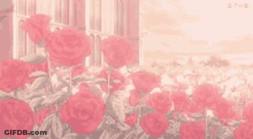 A Bunch Of Red Roses Growing In Front Of A Window . GIF