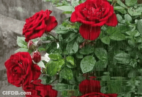 A Bunch Of Red Roses In The Rain With Their Reflection In The Water GIF