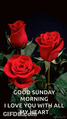 A Bunch Of Red Roses With The Words `` Good Sunday Morning I Love You With All My Heart '' . GIF