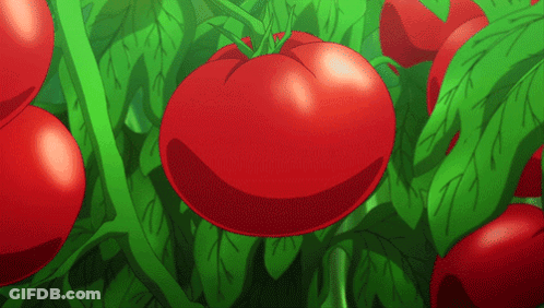 A Bunch Of Red Tomatoes Are Growing On A Green Plant GIF