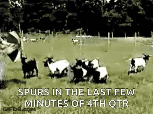 A Bunch Of Sheep Are Running In A Field With The Words Spurs In The Last Few Minutes Of 4Th Qtr GIF