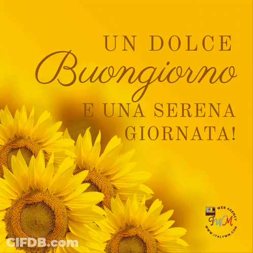 A Bunch Of Sunflowers On A Yellow Background With The Words Un Dolce Buongiorno E Una Serena Giornata GIF
