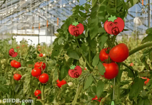 A Bunch Of Tomatoes Are Growing On A Vine GIF