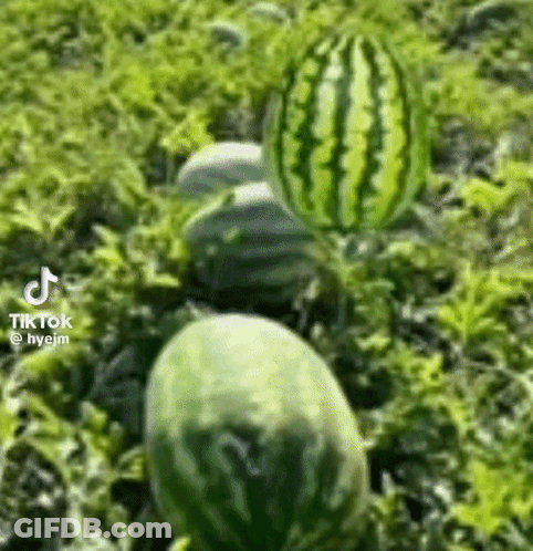A Bunch Of Watermelons Are Growing In A Field Of Grass . GIF