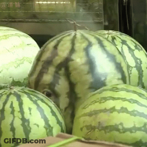 A Bunch Of Watermelons Are Sitting On Top Of A Cardboard Box With Chinese Writing On The Bottom GIF
