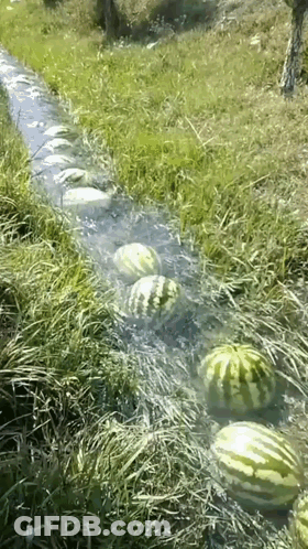 A Bunch Of Watermelons Floating In A Stream Of Water GIF