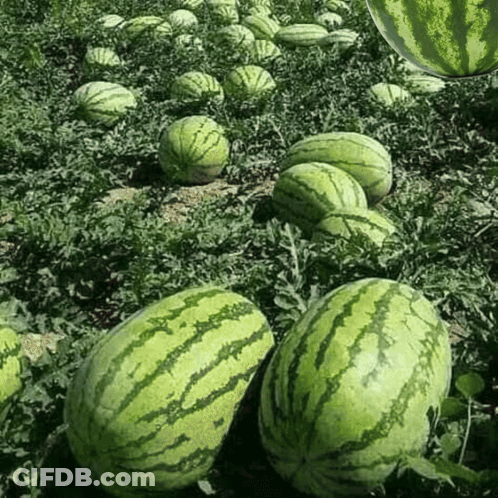 A Bunch Of Watermelons Growing In A Garden GIF