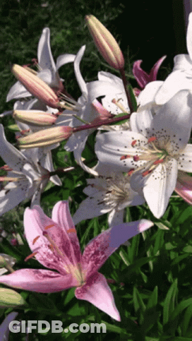 A Bunch Of White And Pink Flowers With Buds GIF