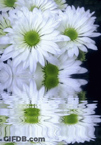 A Bunch Of White Daisies Are Reflected In A Body Of Water GIF
