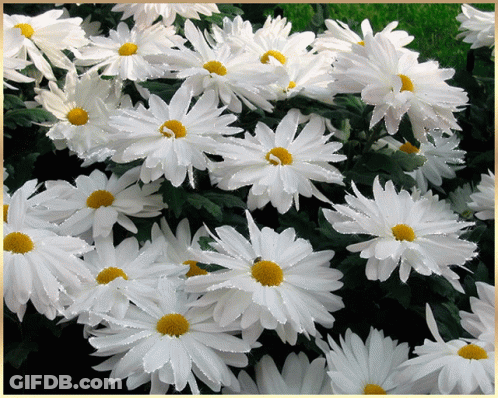 A Bunch Of White Daisies With A Yellow Center In A Garden GIF