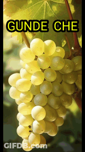A Bunch Of White Grapes Hanging From A Vine With The Words Gunde Che Above It GIF