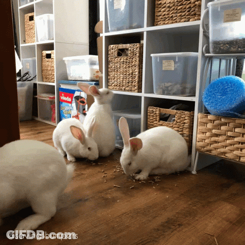 A Bunch Of White Rabbits Are Standing In Front Of A Shelf That Has A Box That Says ' Sundae ' GIF