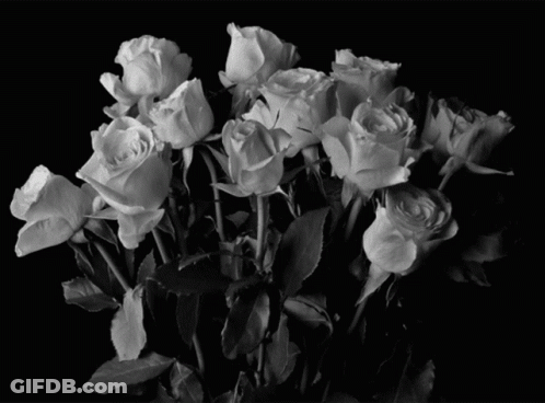 A Bunch Of White Roses In A Black And White Photo GIF