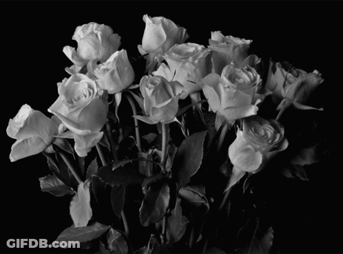 A Bunch Of White Roses In A Black And White Photo GIF