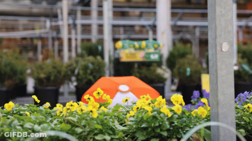 A Bunch Of Yellow And Purple Flowers In Front Of A Greenhouse GIF